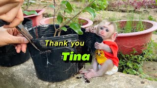 Baby monkey Tina enjoys going to the garden to plant plants with her mother