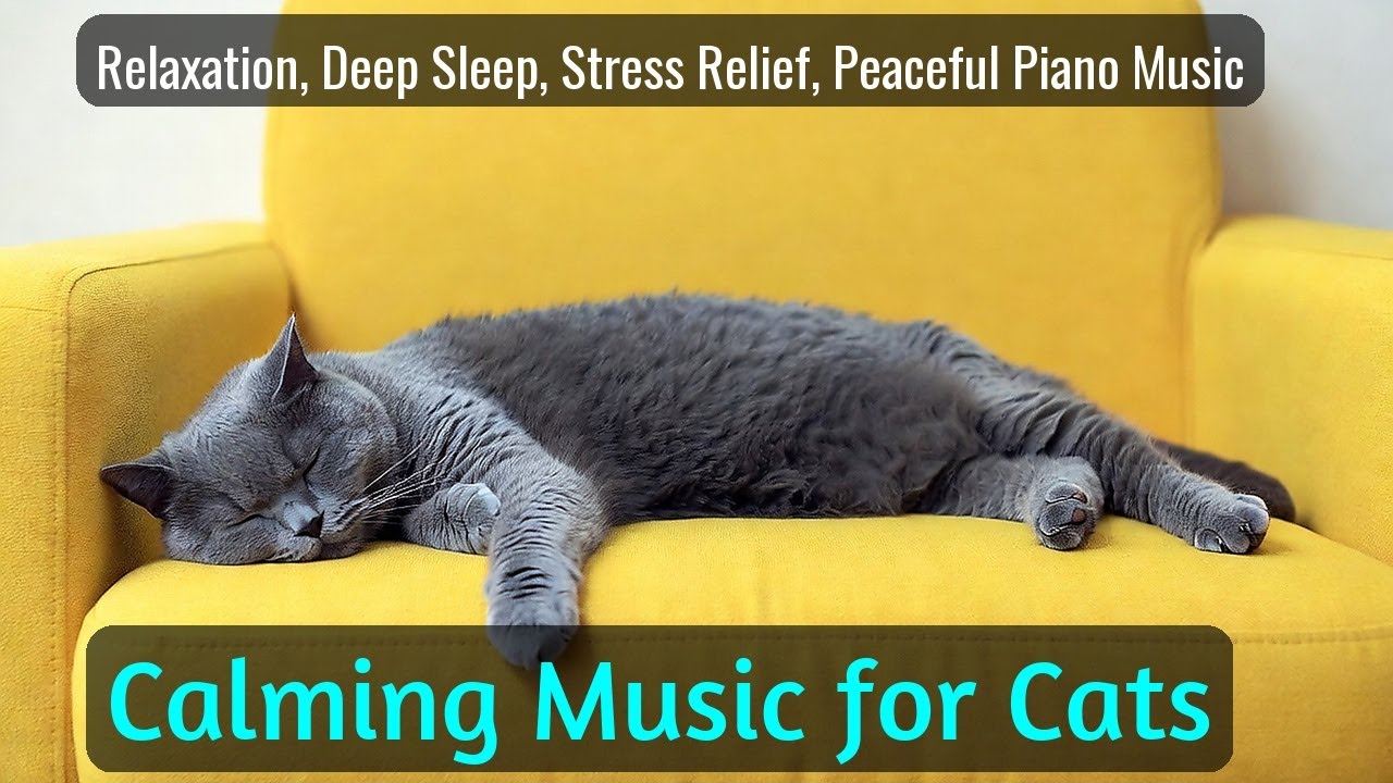 LIVE Calm Kitten Nap Stream for Deep Relax 😌 | Season 51