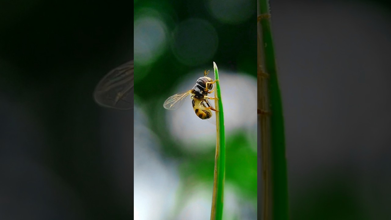 Macro Photography with Apexel 100mm Macro Lens 😍🔥 