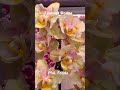 Одна из самых красивых орхидей Pfal. Fonda
