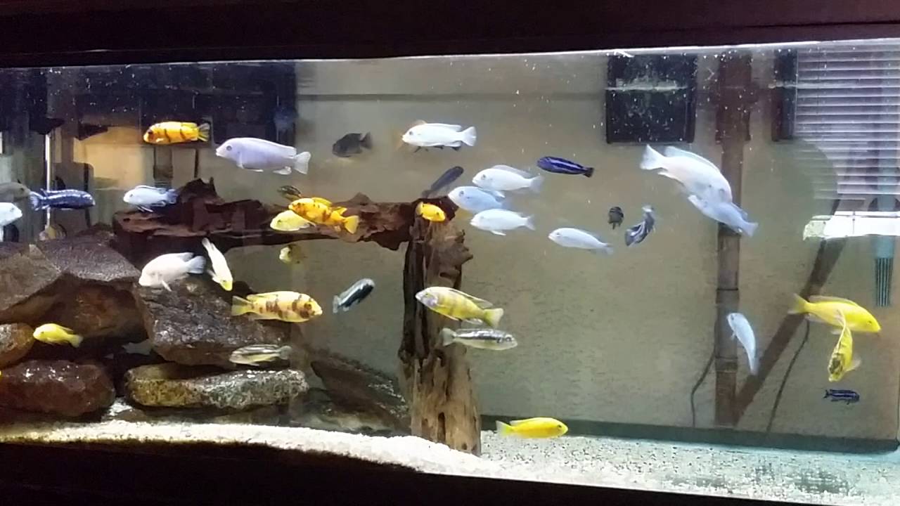 75 gallon cichlid tank made easy. YouTube