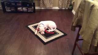 Shelter Dog Saved From Euthanasia, 10 Minutes Into Our Training - The Calm K9 Dog Training