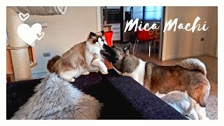 Cat and dog_ EP.127 by micamachi 108 views 1 year ago 1 minute, 27 seconds