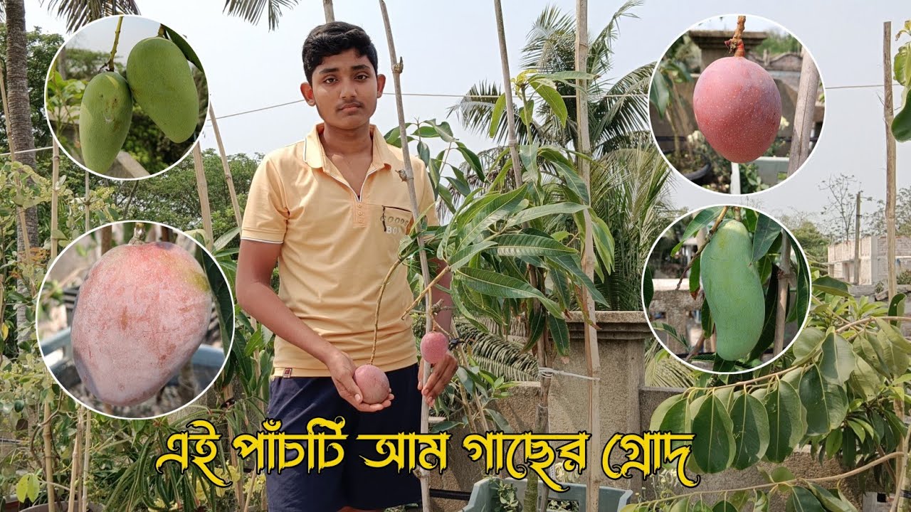 এই পাঁচটি আম গাছের গ্ৰোদ || আম গাছের নতুন আপডেট || প্রথমবার আম গাছের ফলন পেলাম  