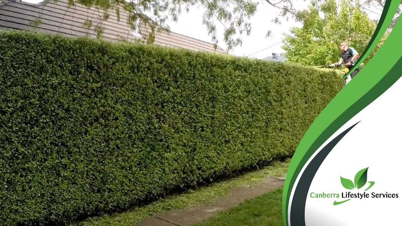 How to trim a large hedge - YouTube