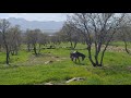 The Originality Of A Nomadic Life Horse Riding Sheep Beautiful And Spring Nature Of Zagros 2024 