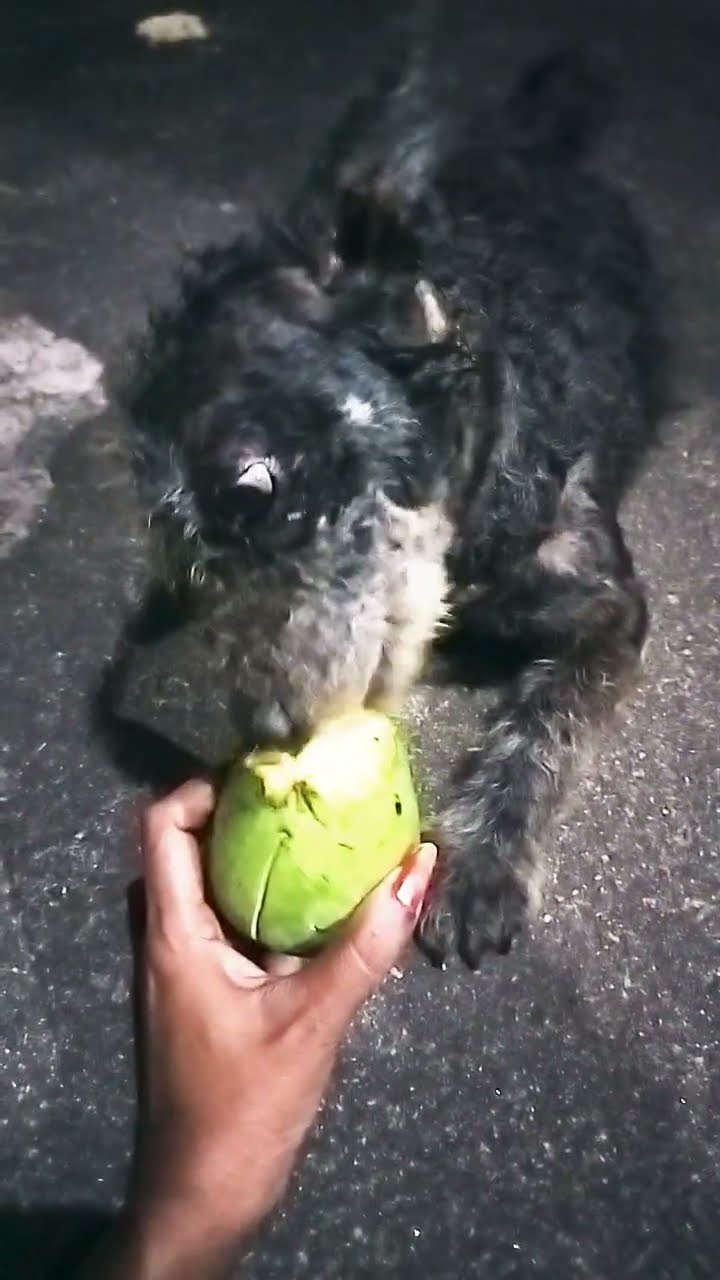 🐕செல்ல பிராணிகள் வீடியோ🐈 - ShareChat