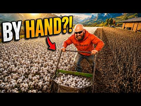 I Harvested An Entire Cotton Field By Hand