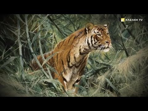 Videó: Turáni tigris: élőhely (fotó)