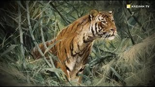 Загадки и сила Туранского тигра Загадки и сила Туранского тигра