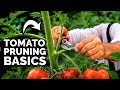 How to Prune Tomatoes... For Maximum Yield and Plant Health 