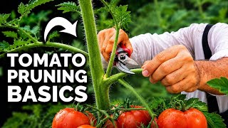 How to Prune Tomatoes... For Maximum Yield and Plant Health 