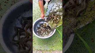 Catching Track Spiny Eel From Rice Fields With A Sieve