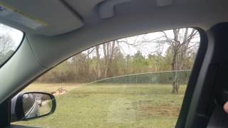 3/25/2017 Lazy 5 Ranch - Michelle is scared of the Ostrich