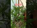 🌿Mint tulsi #gardening
