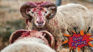 Amazing Shetland Rams Fight Big Sheep - NSL
