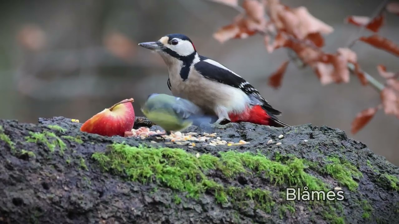 Nötvecka, entita, större hackspett & blåmes Stockamöllan 251210