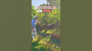 Xoài cát hoà lộc cây lỡ lớn đang hoa trái #caygiong #xoaicathoaloc #mitindo #caygiong #mitruotdo