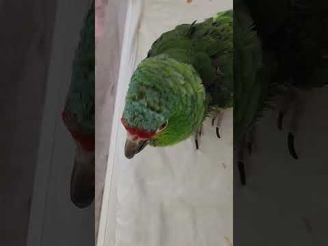 Conversation with a 52 year old parrot
