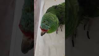 Conversation with a 52 year old parrot