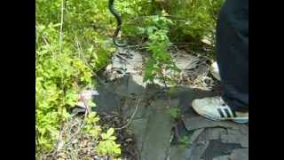 Black Racer Coluber Constrictor