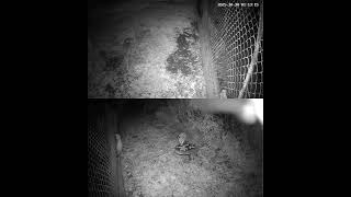 Dzikie zwierzęta Rzeszów - ul. Podkarpacka - Lis i Kuna - #animals #zwierzaki #borsuk #rzeszów #wild