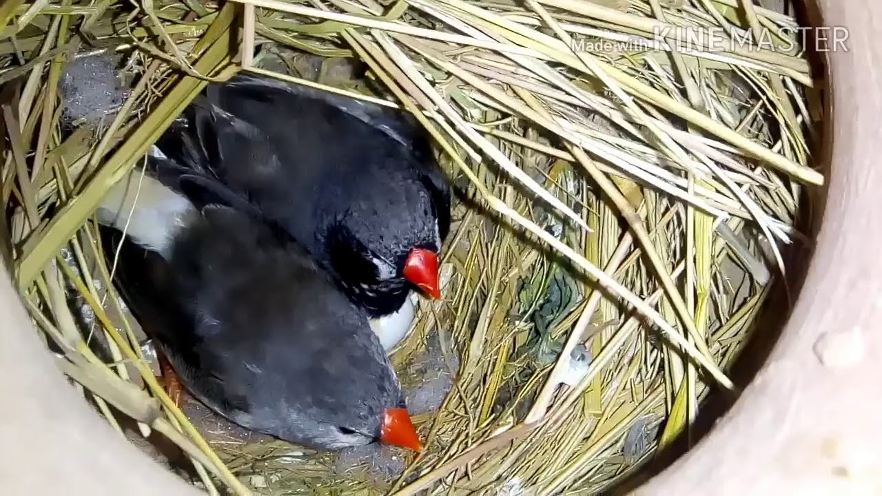 54 Day Progress : 65 Eggs + 20 New Babies + 40 leg Rings Band babies