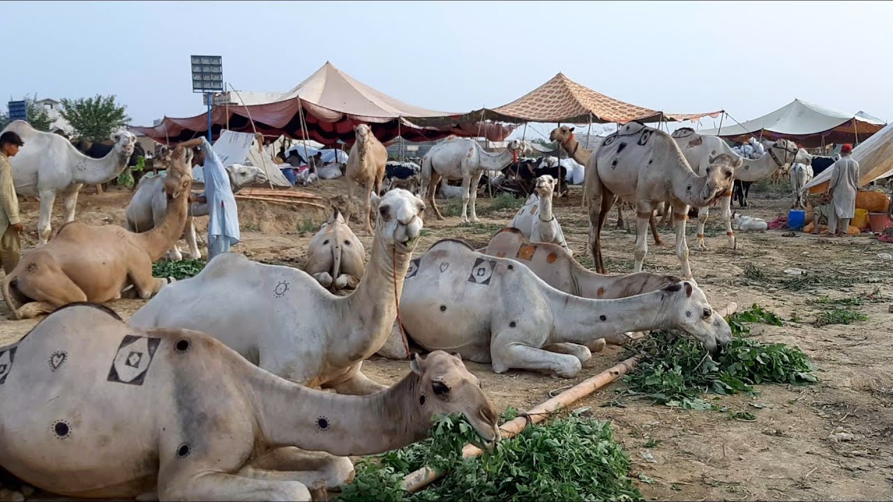 Cow Mandi Islamabad 2021 Bhatta Chowk Mandi Rawalpindi Camels Full Coverage  Camel he Camels Rates