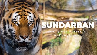 Sundarbans Bangladesh A Unesco World Heritage Mangrove Forest Home Of The Royal Bengal Tiger