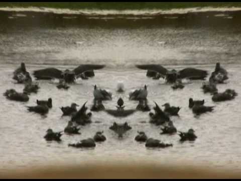 Clipd Beaks — CLIPD BEAKS "VISIONS" VIDEO 2009
