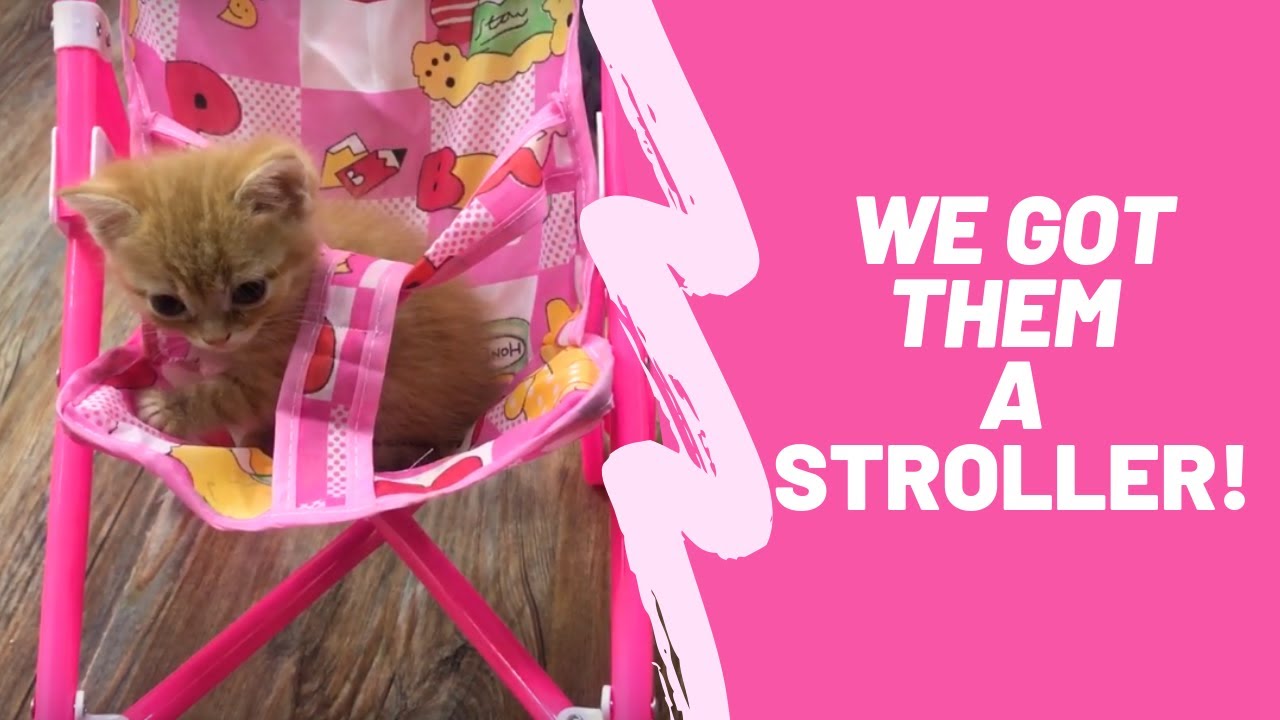Kittens in a stroller Hilarious Cat Video YouTube