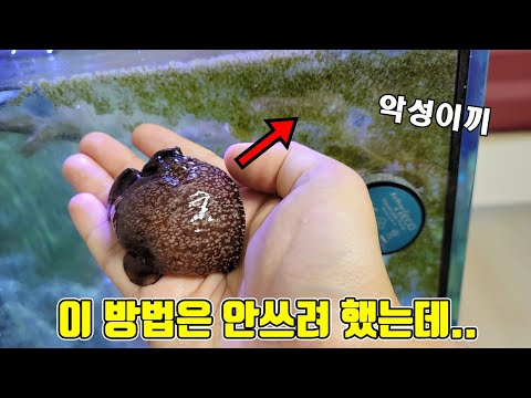 악성이끼 제거를 위해 비밀병기 잡아 넣었는데...? with헌터퐝.생물도감