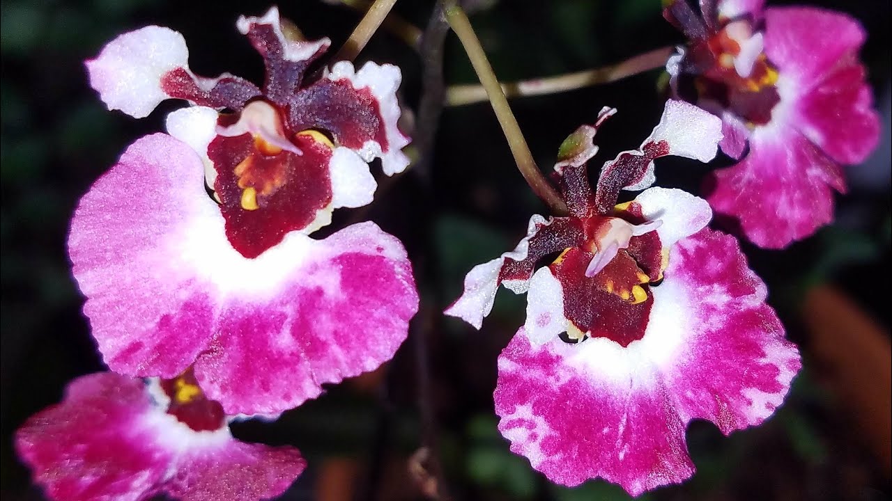 Orquídeas para principiantes. ║Orquídeas en el mundo