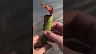 BIG Adventures of Carnivorous Plants, eating plant venus fly trap