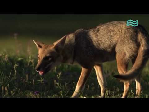 Flora y fauna: Esteros del Iberá (capítulo completo) - Canal Encuentro