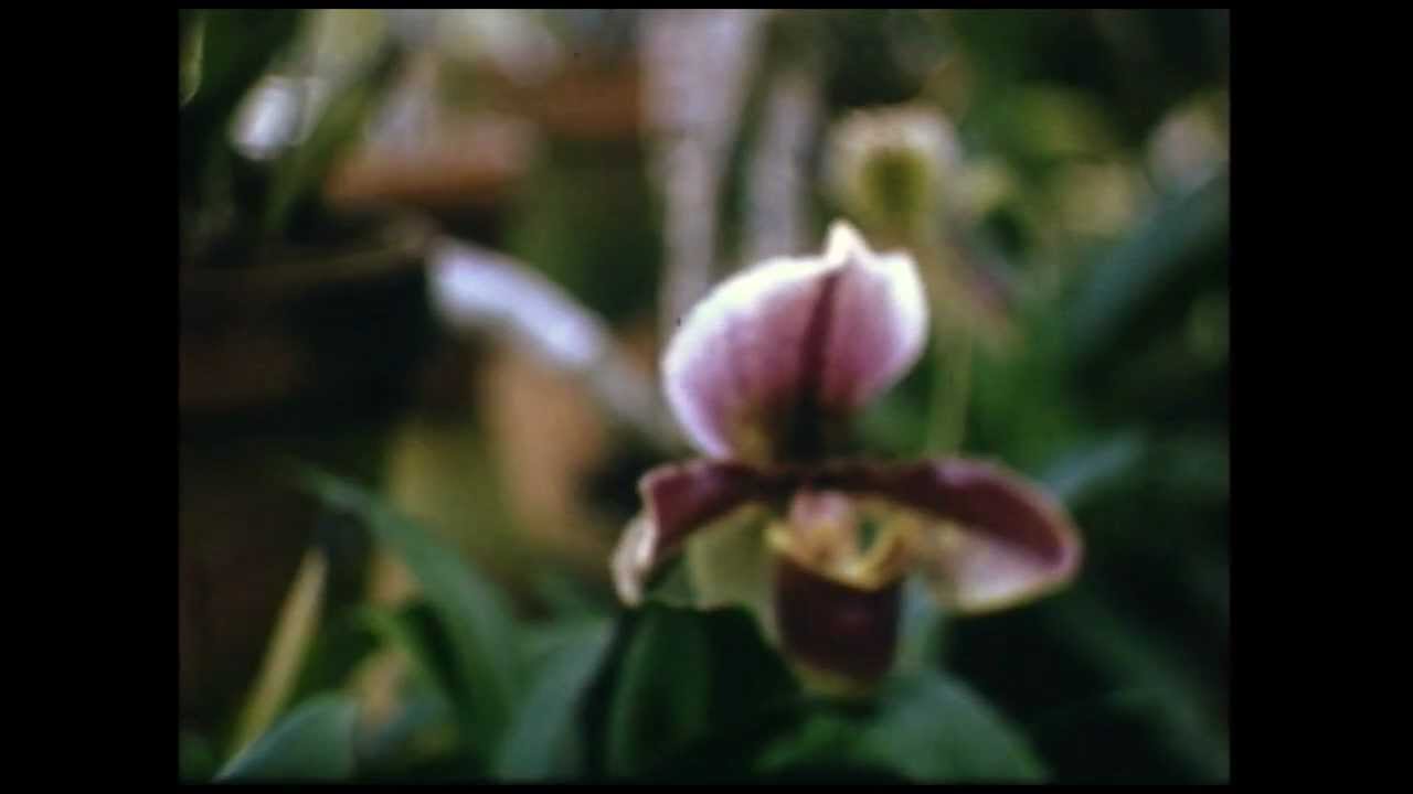 Historic Old Hilo - The Big Island 1940