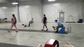 Flyball Introduction: practice runs