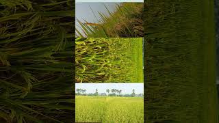 farming of money#farming #of #wealth#village #shorts #video #youtube#song #not #viral#nature #punjab