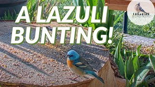 A Timid Lazuli Bunting Short Clip