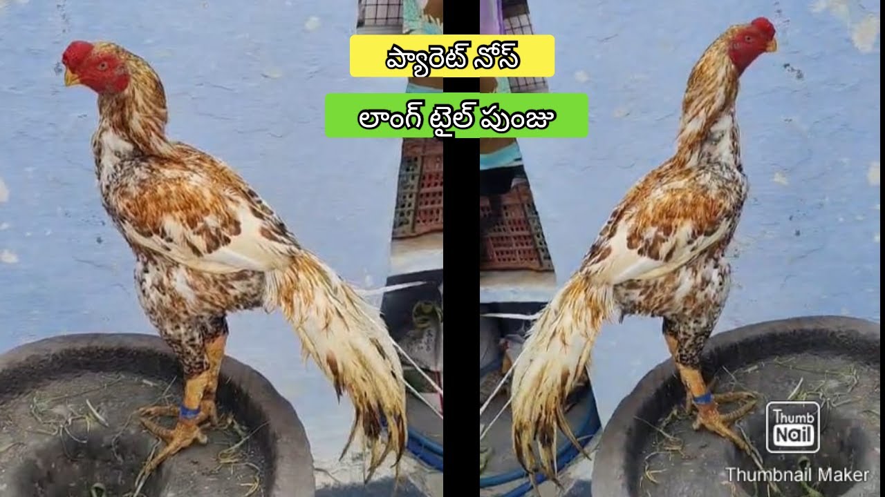 Parrot Beak Long Tail Rooster | 9010865921 | Video 2666 | Rythu Market 2