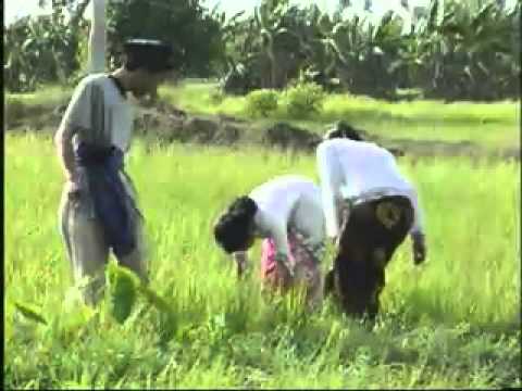 Tirik    BAHUMA SURUNG   Emilia Agus   Lagu Banjar Kalimantan Selatan   YouTube