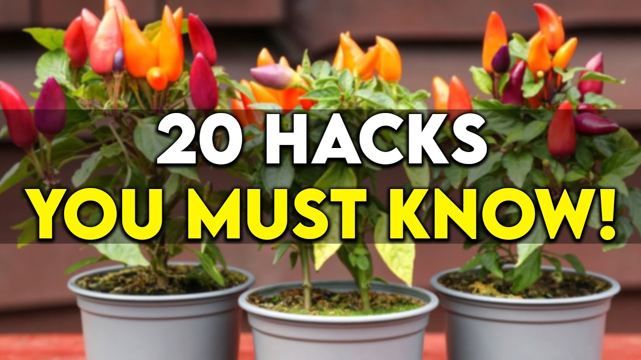 20 Gardening Hacks For Growing Bell Peppers In Containers