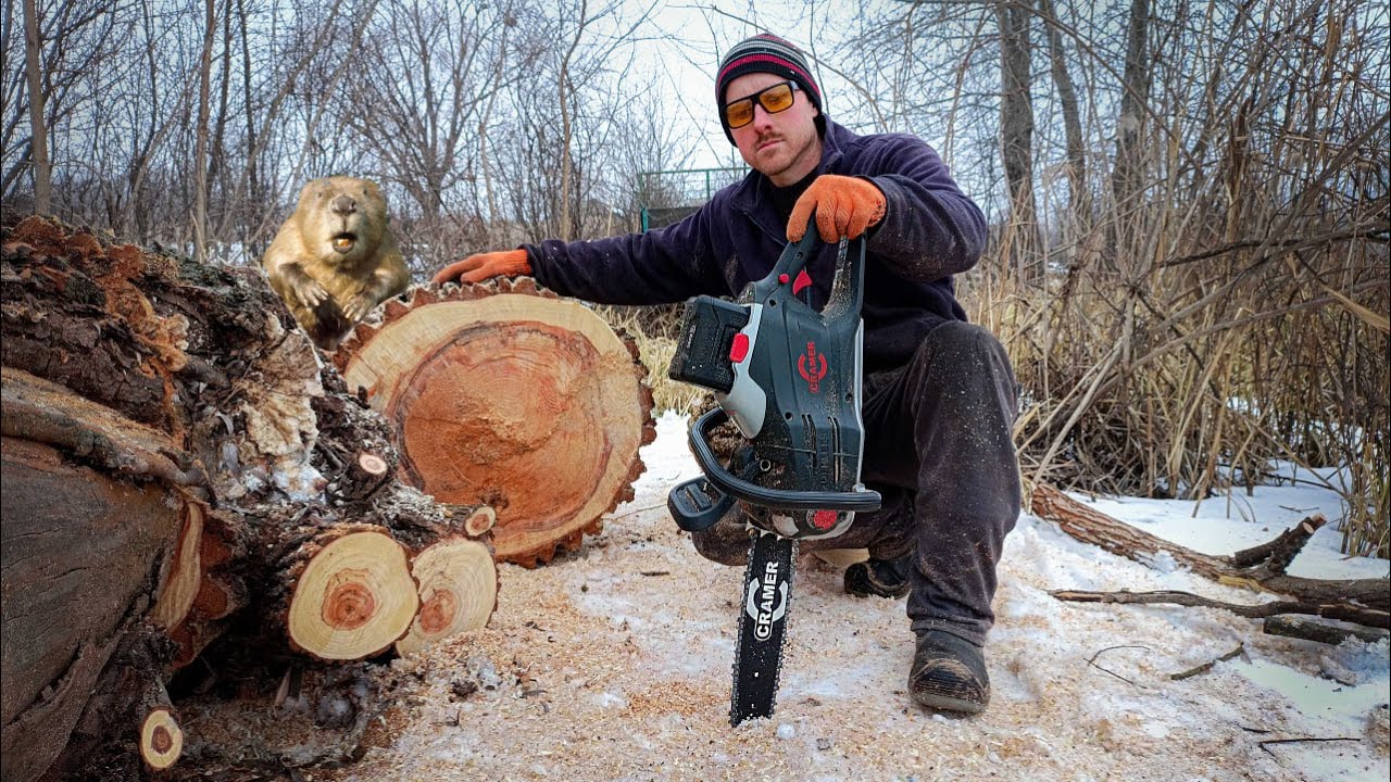 Украл огромное дерево у бобров! Заготовка дров новой аккумуляторной пилой!