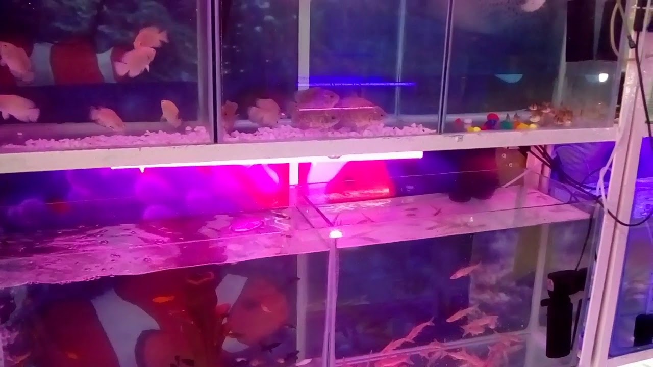 Maa Aquarium Shop,bhubaneswar,soubhgyanagar,Odisha YouTube