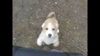 Sony Suri Baby Bear 1