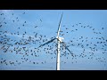 Dramatic wind turbine vs birds compilation