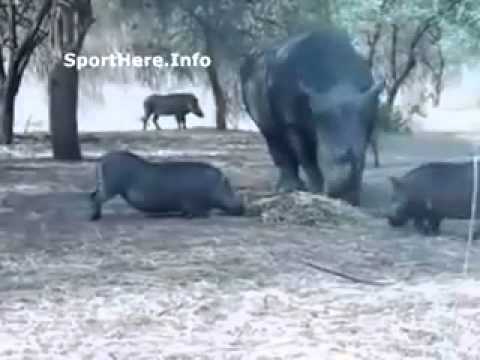 الخنزير انلعن