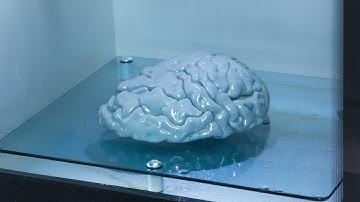Timelapse of Zortrax Apoller Vapor Smoothing a 3D Printed Brain Model
