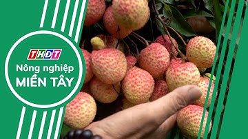 Hải Dương: Xúc tiến thương mại vải thiều năm 2025 | Nông nghiệp Miền Tây