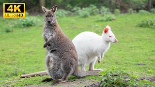 Super Colorful Animals 4K - The Fun Lovely World Of Small Wild Animals With Relaxing Music